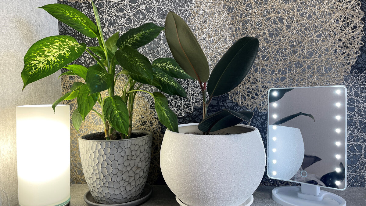 Один из моих фикусов соседствует с диффенбахией. По-моему, они отлично сочетаются!