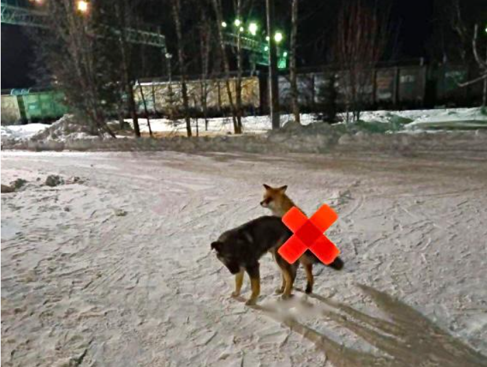 Пользователи Telegram засняли в Подмосковье акт любви между собакой и лисом.