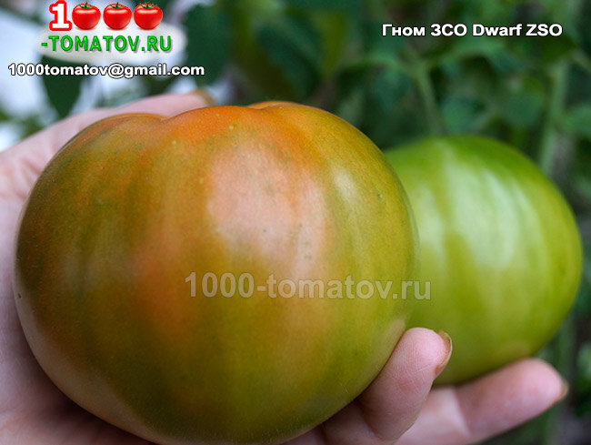 Томат Гном ЗСО Dwarf ZSO  фото 2