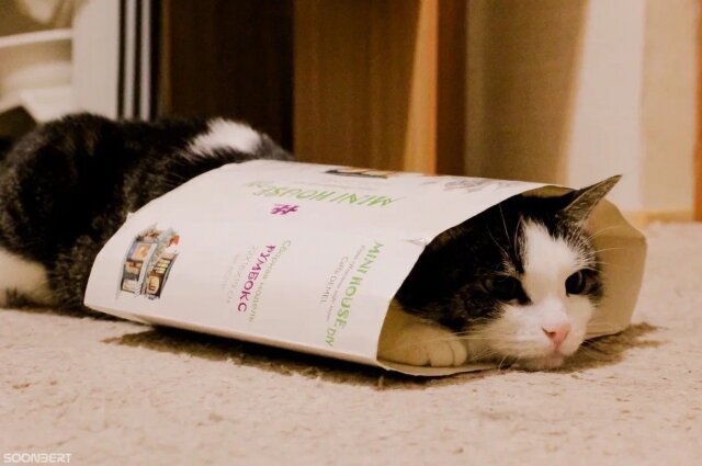    Фото: Из архива/ Котокафе