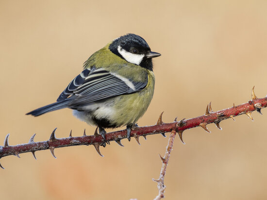     Фото: @wirestock, freepik.com.