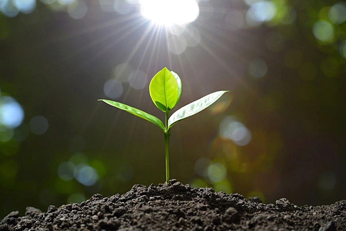 Вегетация - наращивание массы, стадия развития и роста