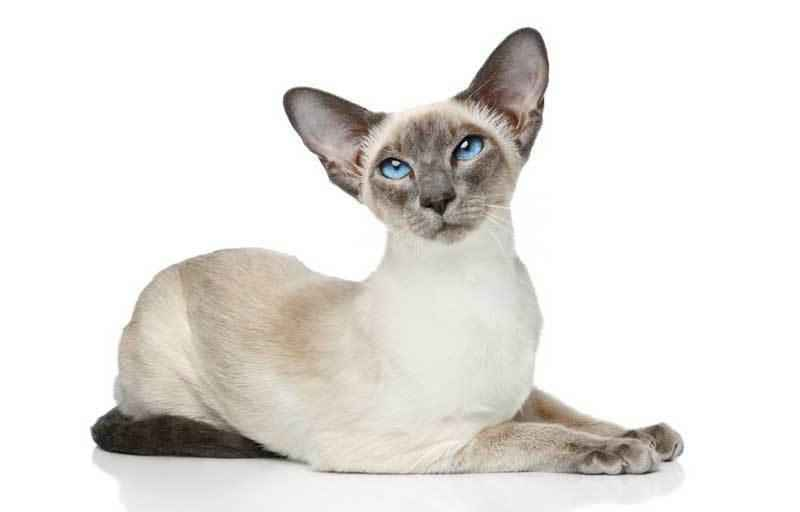 Сиамская кошка