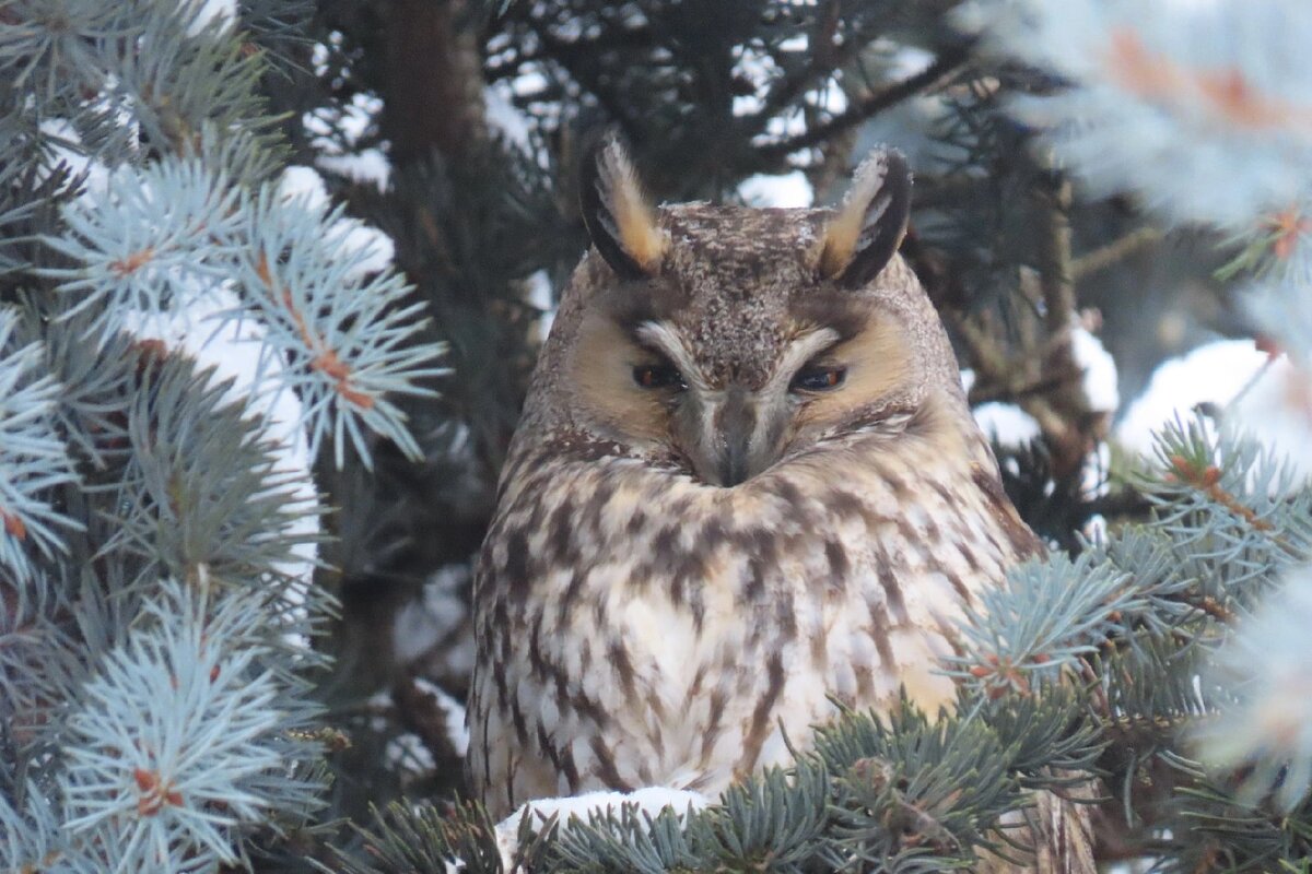 Февраль 2021 г Ушастая сова