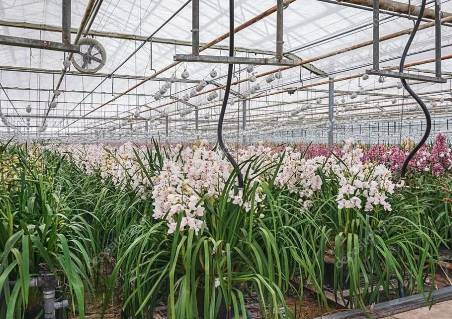 Ферма по выращиванию орхидей