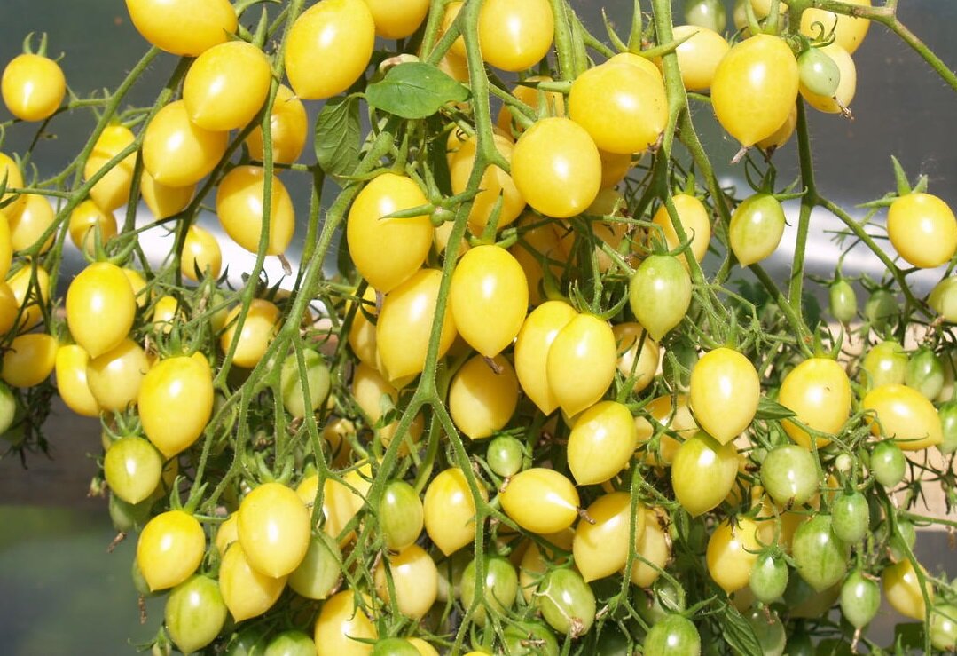 Черри Сумасшедшие Вишни Барри. Фото из Интернета.