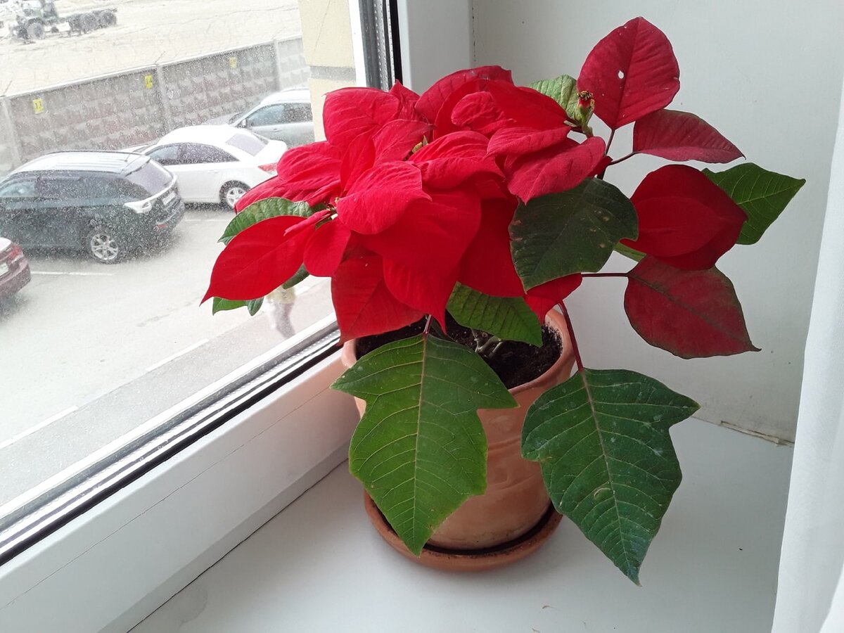 Так пуансеттия выглядела в апреле