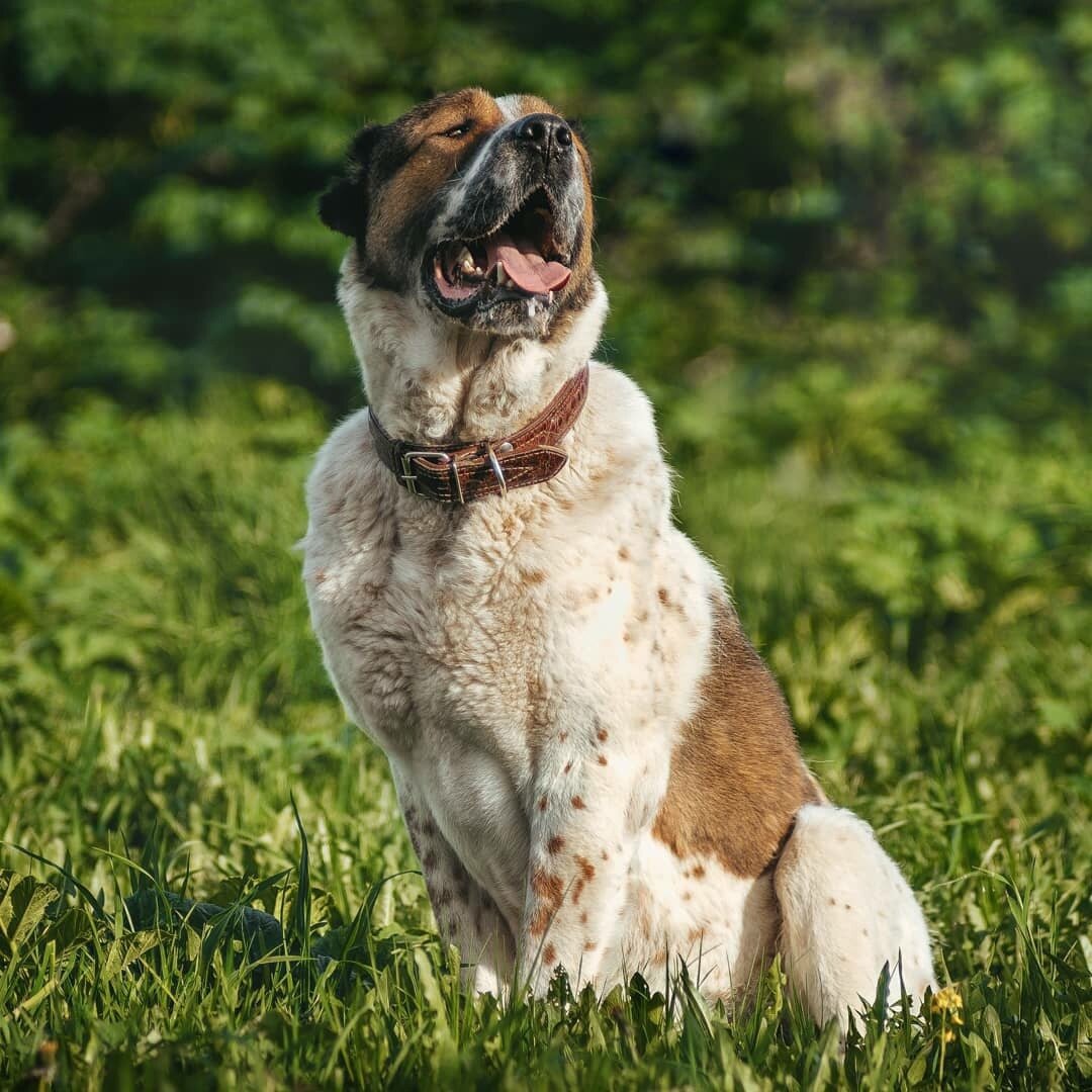 Породистые собаки в дар. Часть 3 | Ирина Дорн 🐶🐱 | Дзен