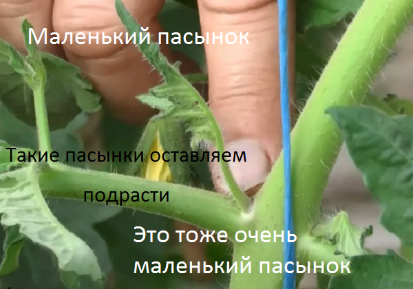 Какие пасынки нельзя удалять у томатов, 4 правила по удалению пасынков, чтобы было больше урожая3