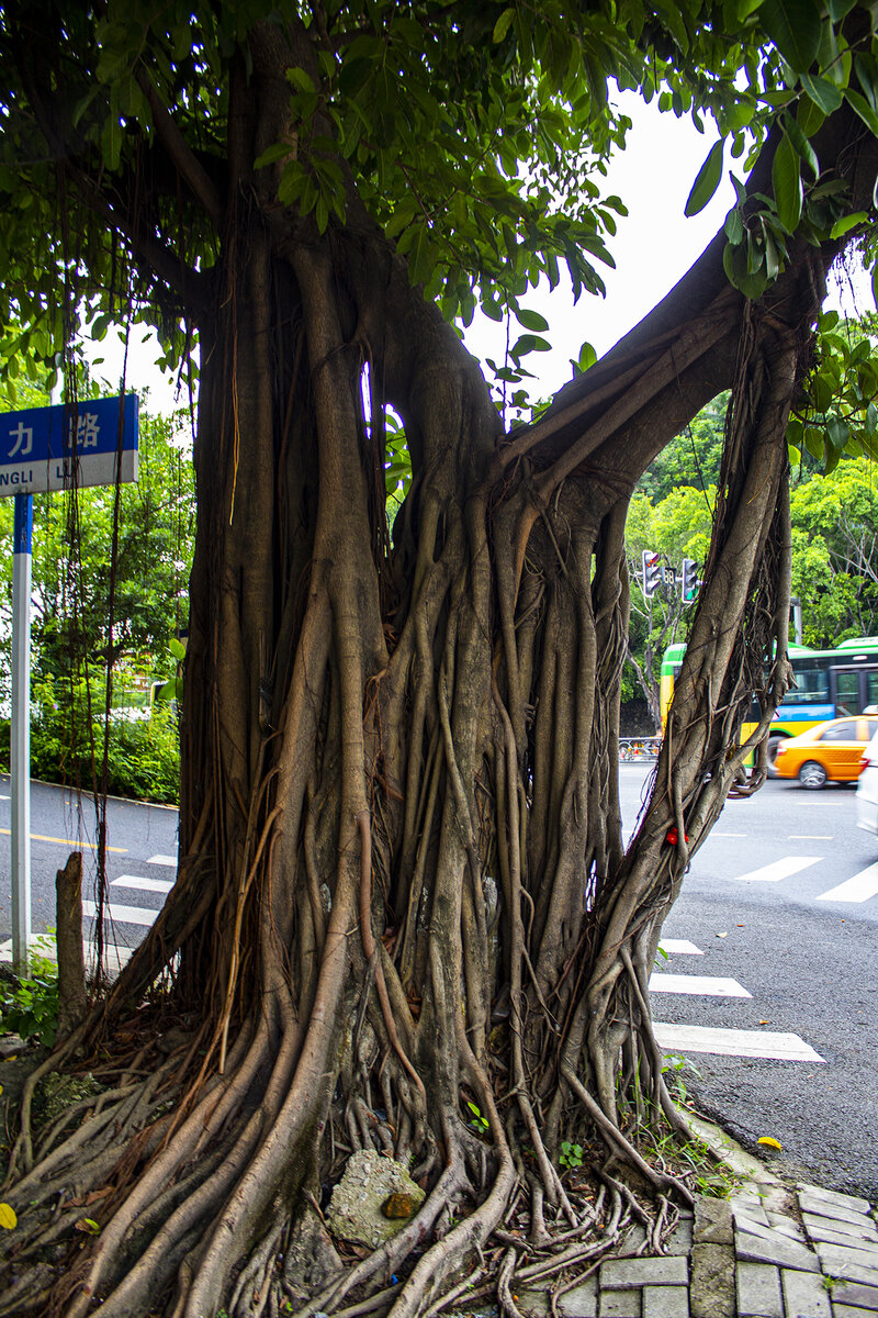 Вот такой Бенгальский фикус встретился на улицах города Санья