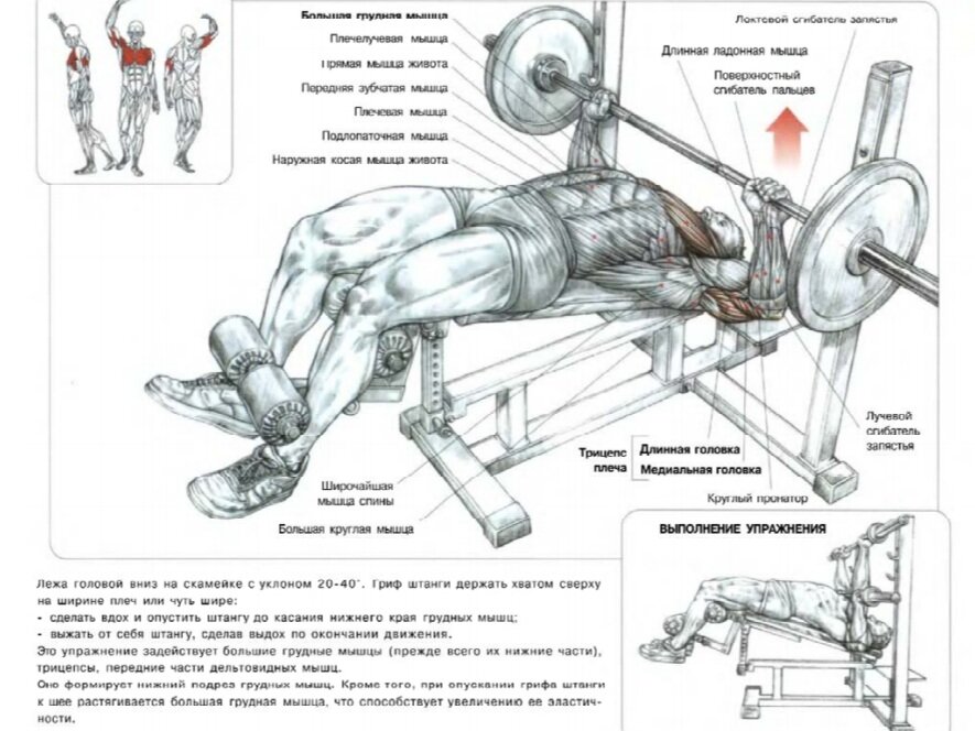 Анатомия упражнений жим штанги лежа. Упражнения на развитие грудных мышц