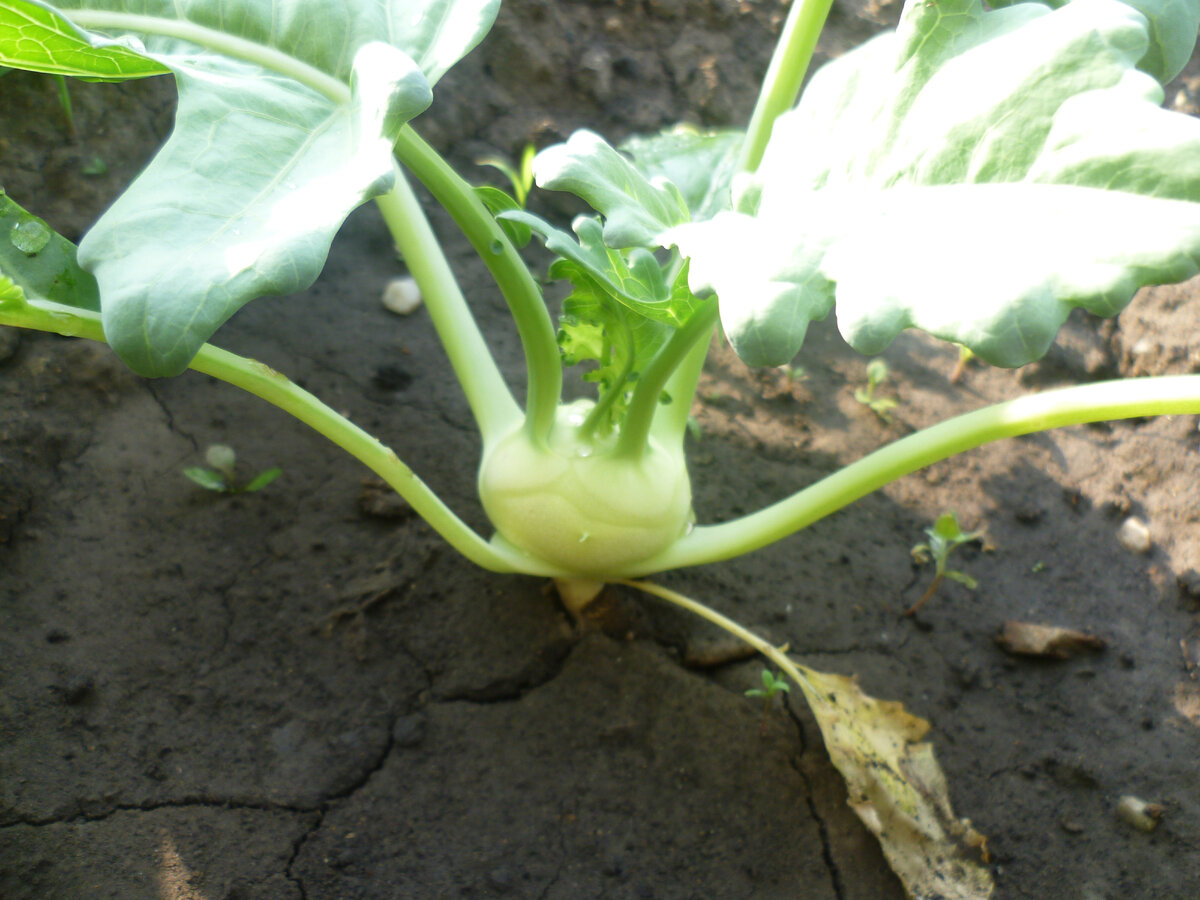 Кольраби. Первый год посадили очень много. Пришлось раздавать, потому что не подлежит длительному хранению - сохнет и дрябнет. Морозить не понравилось. Самый вкус - это когда свежая и сочная.