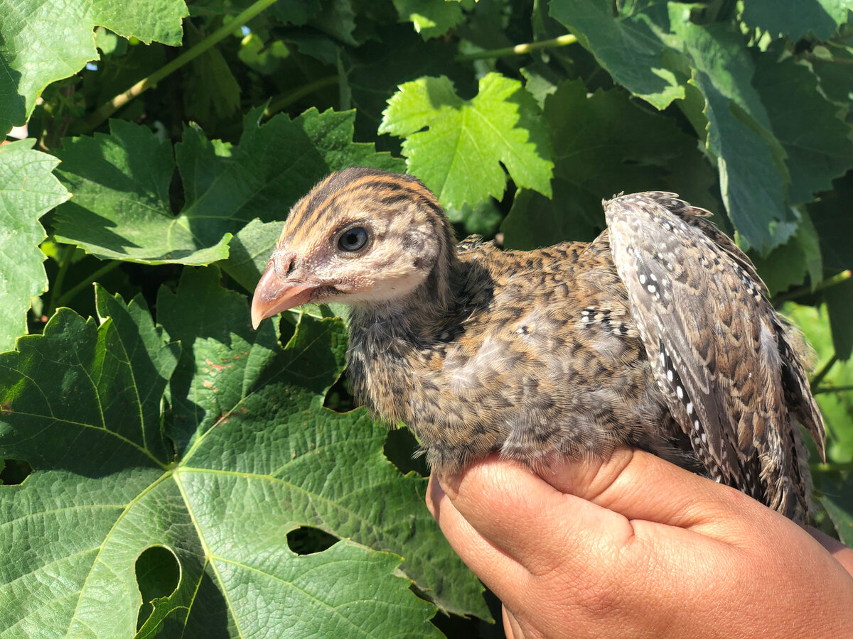 Наши юные цесарки