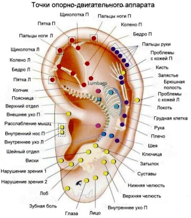 Нервы в ухе схема