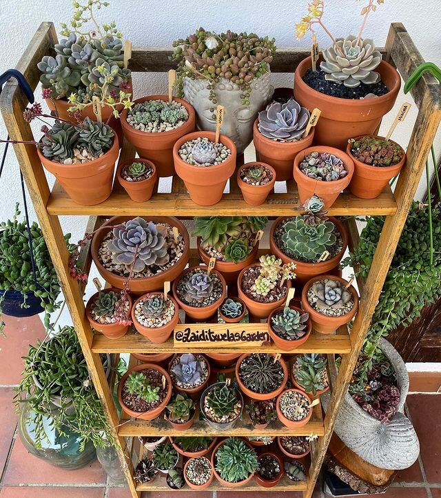 @zaiditxuelasgarden