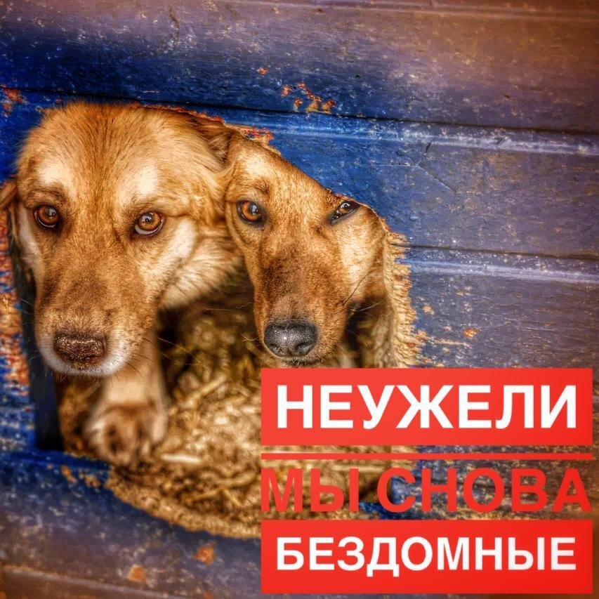 Неужели они снова бездомные? Приют для животных Омские Хвостики