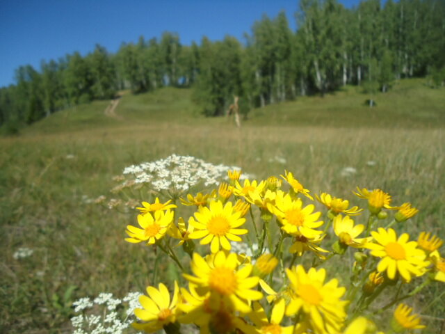 Много маленьких солнышек на одном стебле...