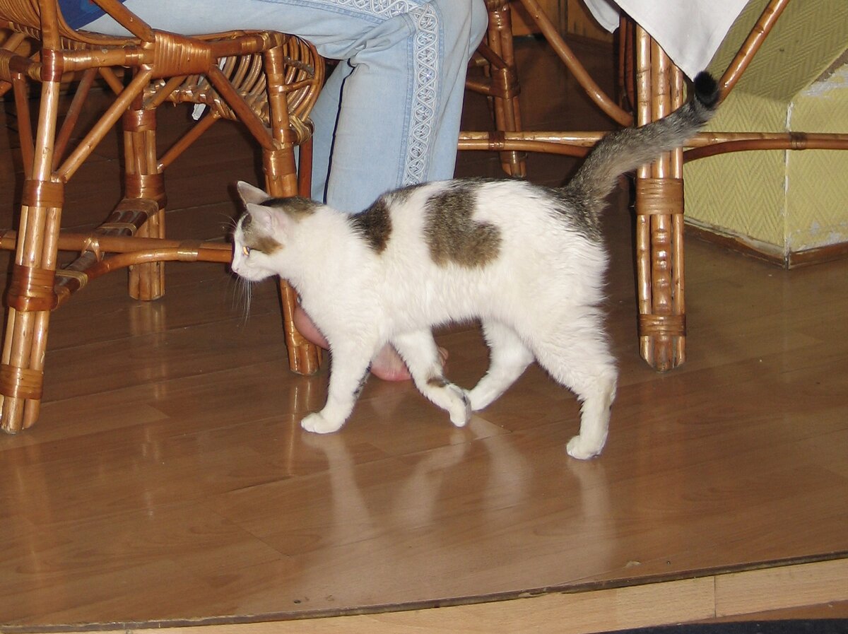 Кошка Сашка, я ее подобрала в лютый мороз в подъезде в декабре 2003 года. Прожила она у меня до 16 февраля 2006. 