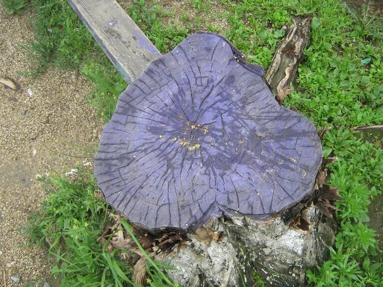 Где два пня, там и скамейка