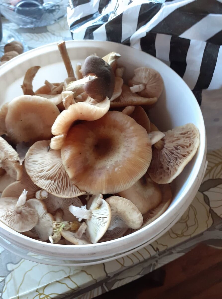 Опять опята.