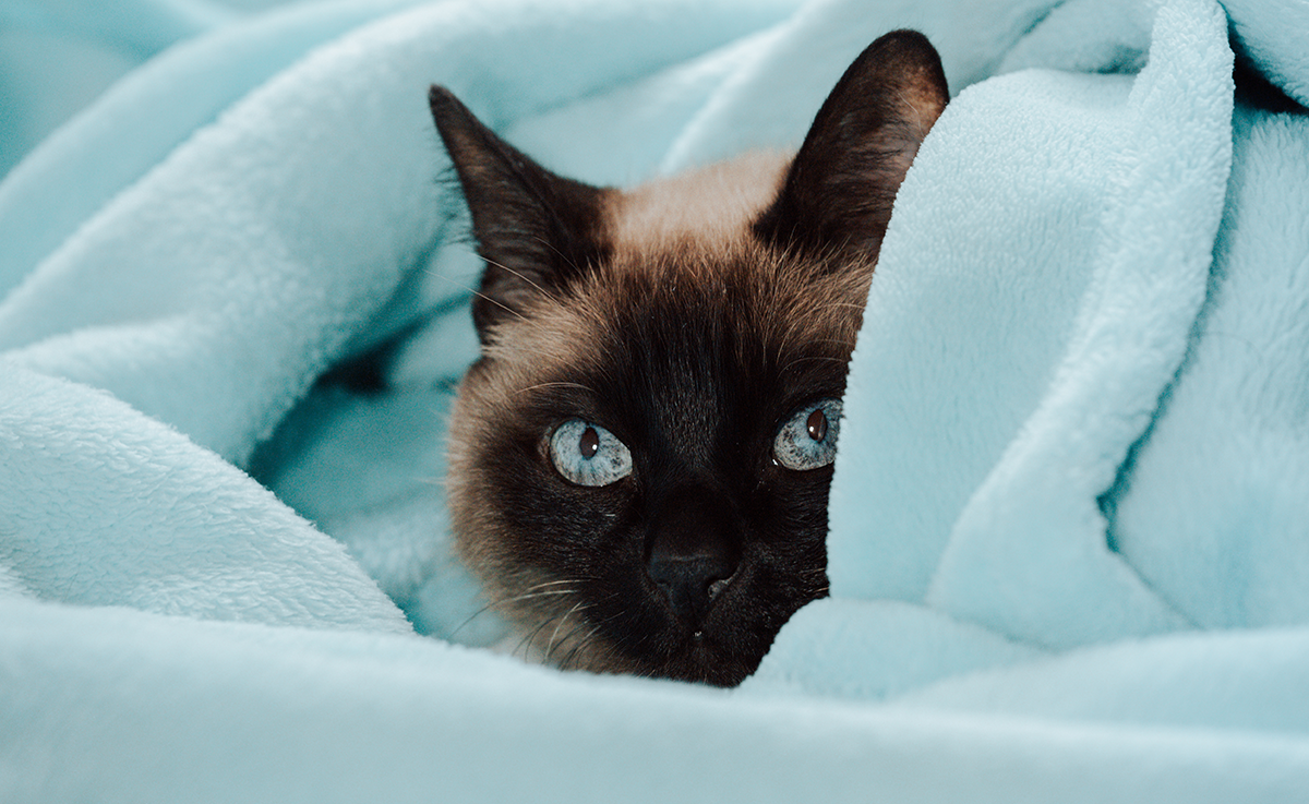 Стерилизация кошки – одна из самых распространенных операций с животными. В среднем она занимает не более часа, включая время на подготовку.-2