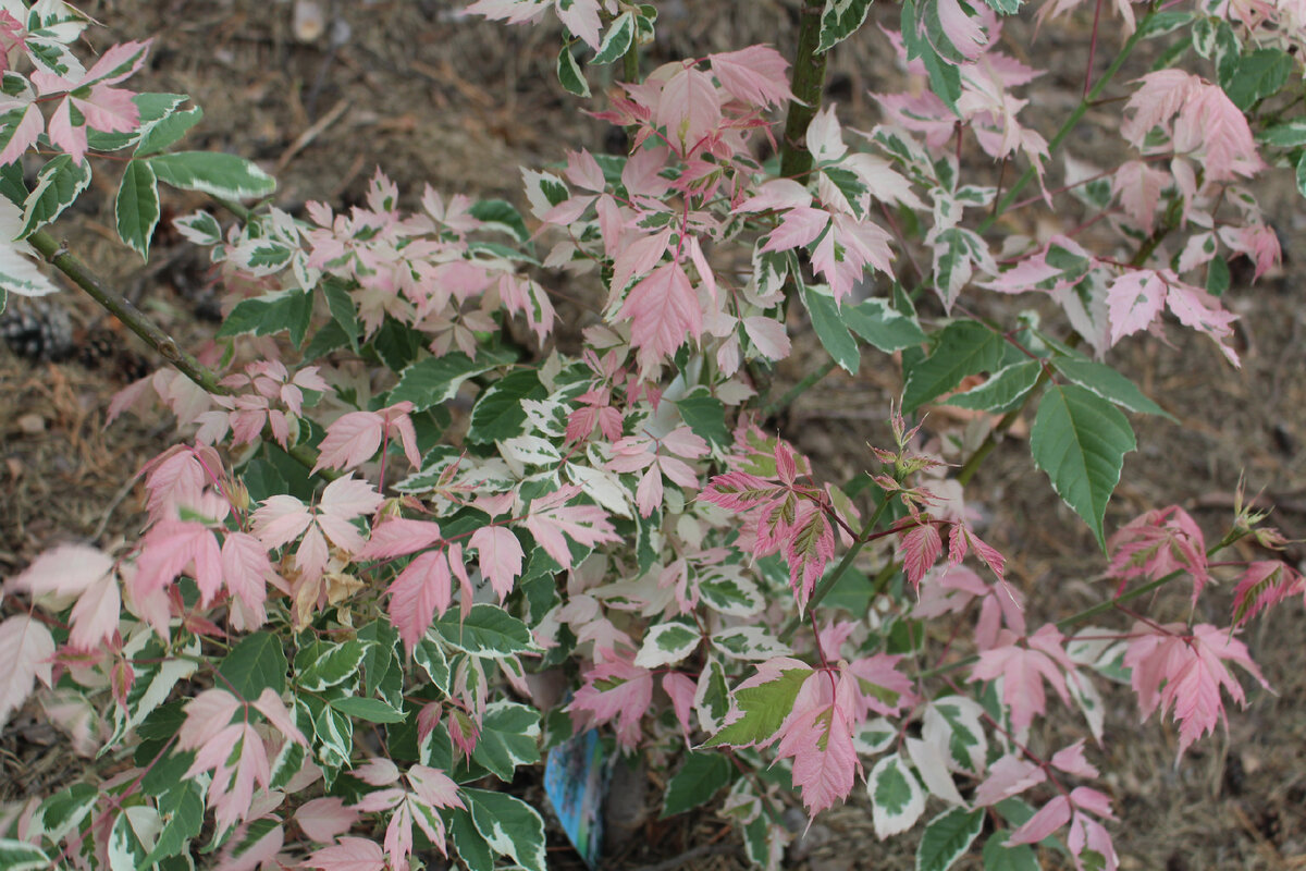 1. Клен ясенелистный (Acer negundo) "Flamingo"