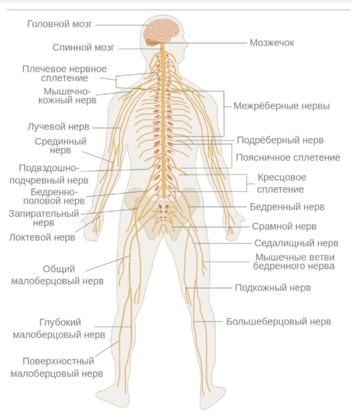 нервы человека анатомия схема | Дзен