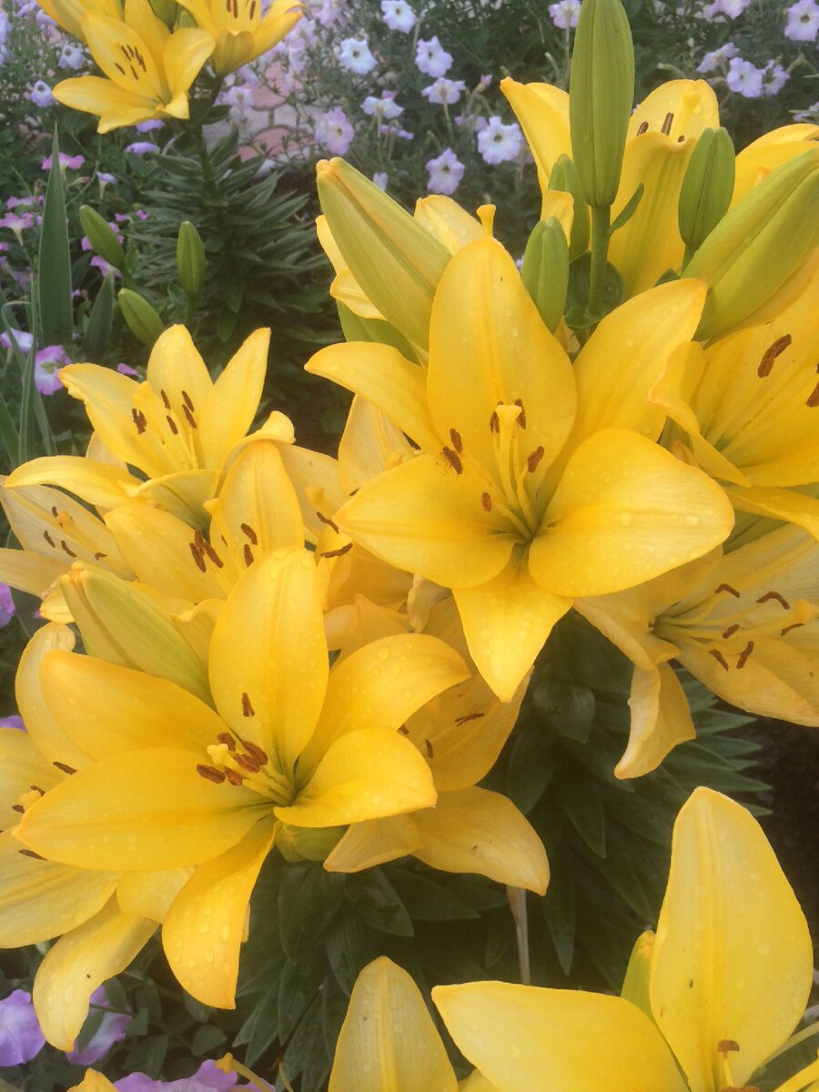 Я фанатею от жёлтых цветов.
Возможно сказывается дефицит солнечных дней . 

Созерцая жёлтые цветы , создаётся состояние спокойствия и умиротворения. 
Повышаются  мои энергетические вибрации. 

А как ещё можно повысить свои вибрации?

⚡️💫⚡️
Контроль мыслей. 
Уже не раз упоминала, что наши мысли создают нашу реальность. Откажитесь от негативных и мрачных мыслей. Естественно не реально за один день поменять полностью привычный образ мышления. Но если захотеть и начать фильтровать ход мыслей, постепенно со временем все обязательно получиться, думая о хорошем и позитивном вы повышаете свои вибрации. 

✨🌟✨
Круг общения. 
Пессимистичные, злые, агрессивные люди обладают очень низкими вибрациями. Это сильно может навредить лично вам. Свести к минимуму общение с такими людьми будет самым правильным решением. 

🌟✨🌟
Природа. 
Самый мощный и активный помощник в повышении вибрации. Сконцентрируйтесь на звуках природы, ароматах и энергиях исходящих отовсюду. 

💫🌟💫
Избегайте источники негатива. 
Особенно сейчас льётся столько разрушительной и отрицательной информации из телевизора, соцсетей... 
Чем больше вы слушаете, впитываете в себя боль, насилие, негатив который тоннами льётся из различных источников информации , тем больше снижается уровень вашей вибрации. 
Ваше сознание привыкает к негативным, низкочастотным вибрациям и начинает притягивать их в вашу жизнь как магнит. 


