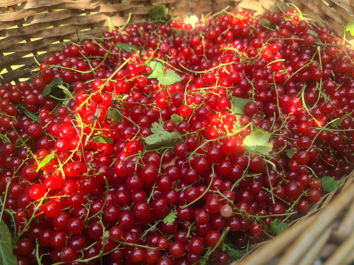 Урожай красной смородины 2021
