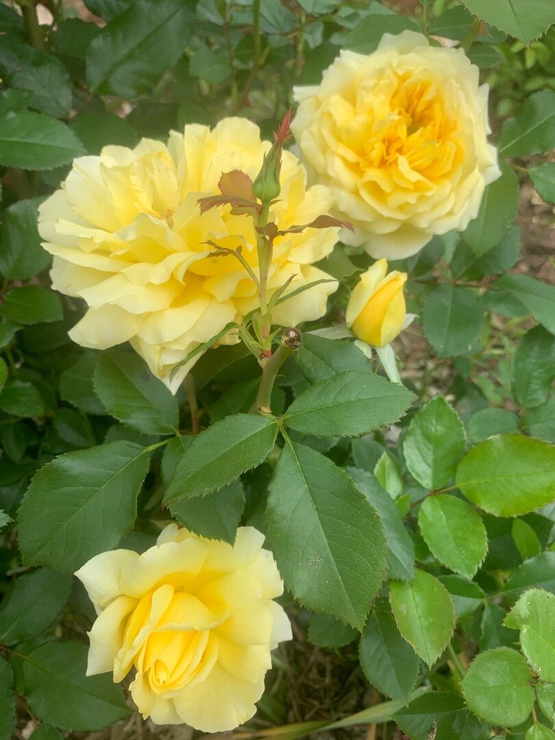 Роскошные и насыщенные цвета