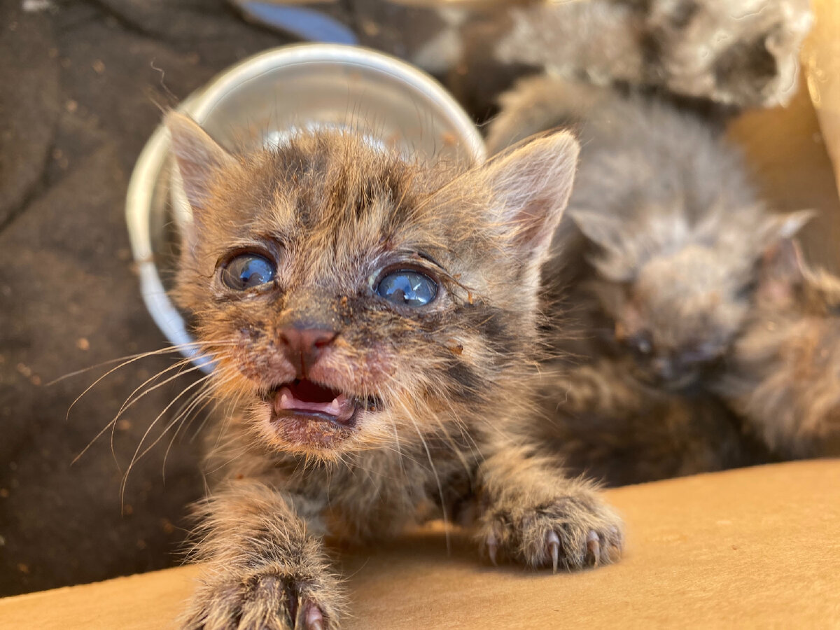 Как кормить котенка без мамы?