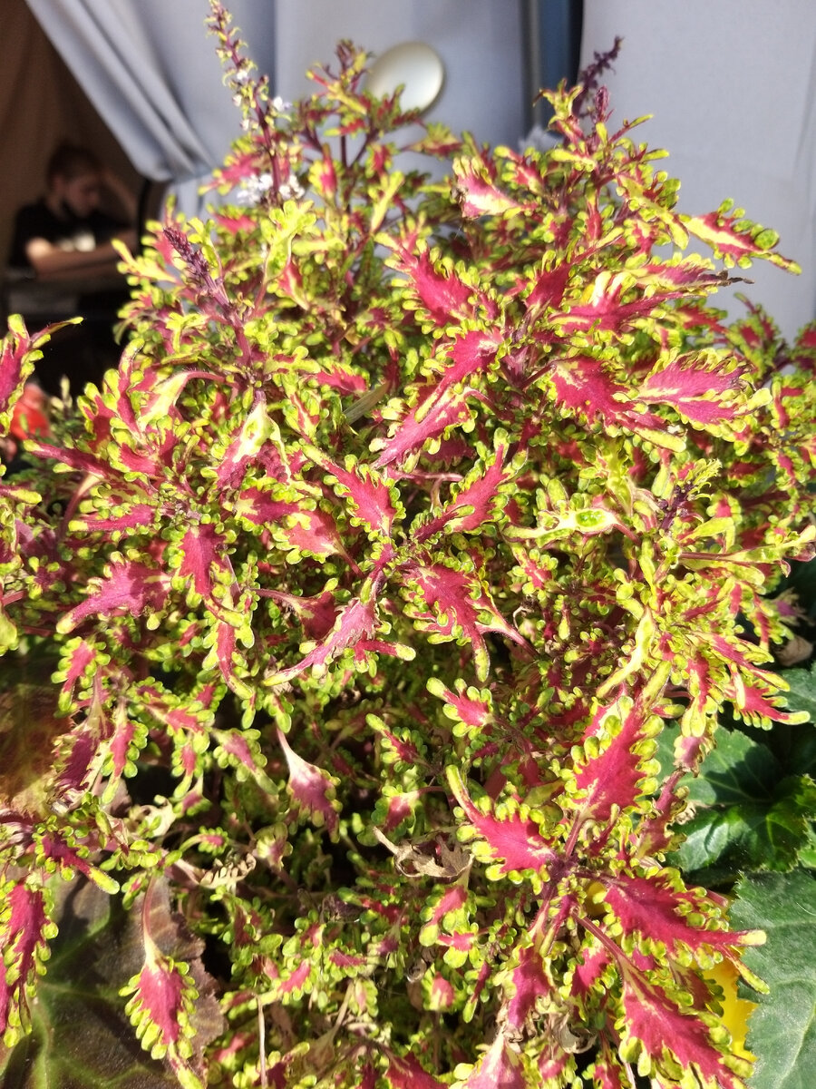 Просто фоточка. Клумба у кафе нашего города. Август 2021