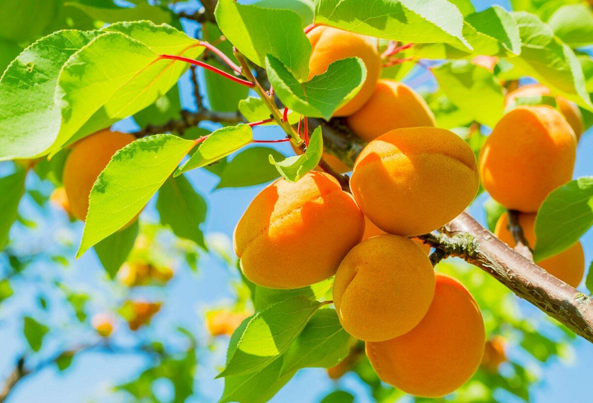 Apricots – абрикосы