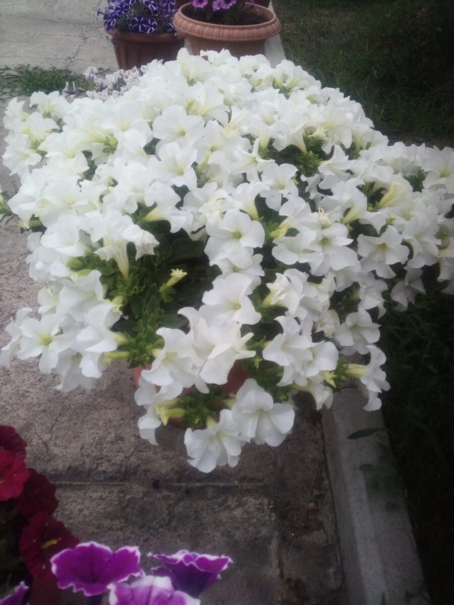 Петуния Fanfare White (фото автора)