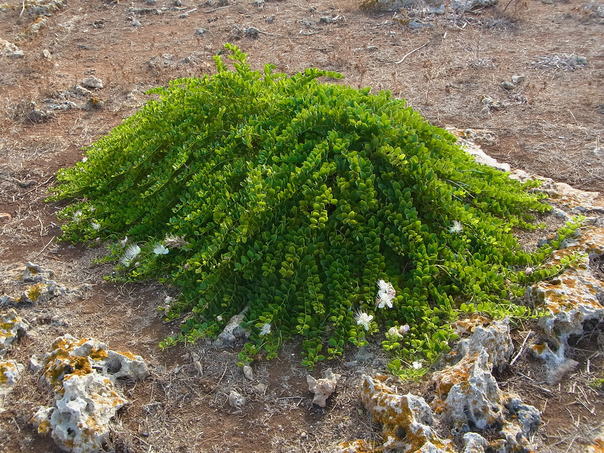 Так растут каперсы