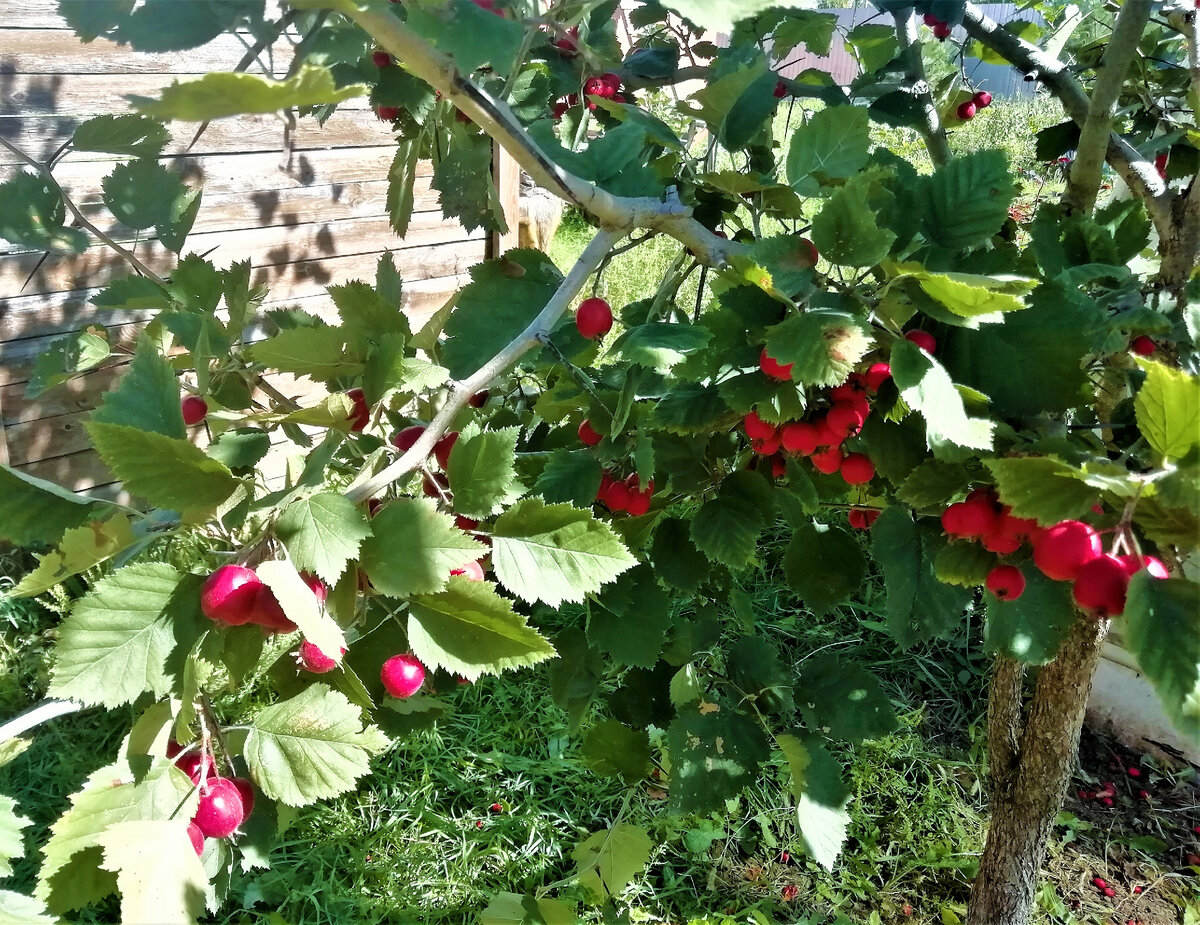 Заморозить боярышник проще, чем сушить. Получается вкуснее и полезнее | Дом  по-женски | Дзен