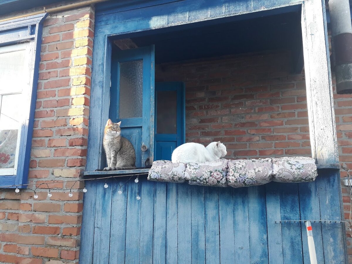 Так мои кошачьи любят встречать рассвет