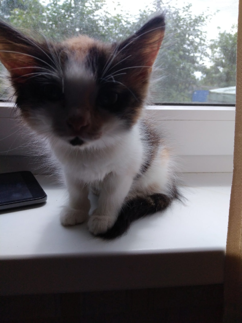 Вот такой крохой она попала в дом.