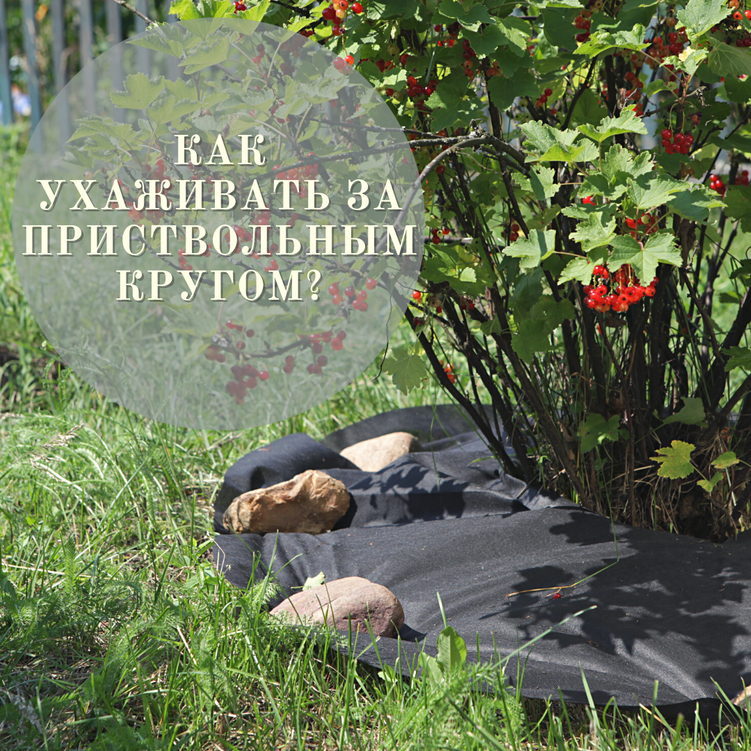 отредактированное фото из рабочего архива ТМ "Агротекс"