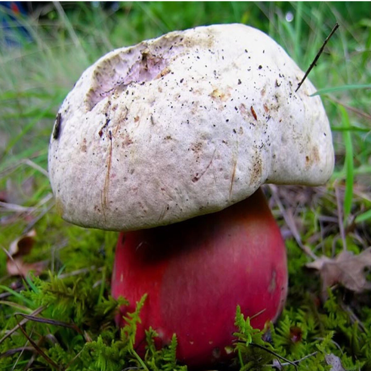 несъедобные грибы фото