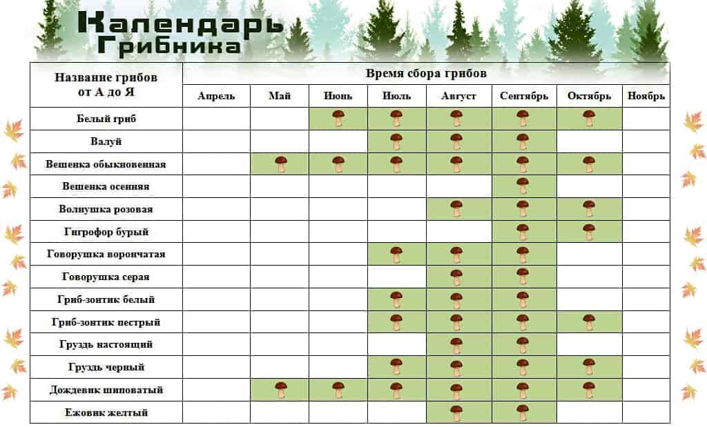 Когда собрать последние. Таблица сбора грибов по месяцам. График сбора грибов по месяцам. Таблица грибов когда растут. Сезонность грибов таблица