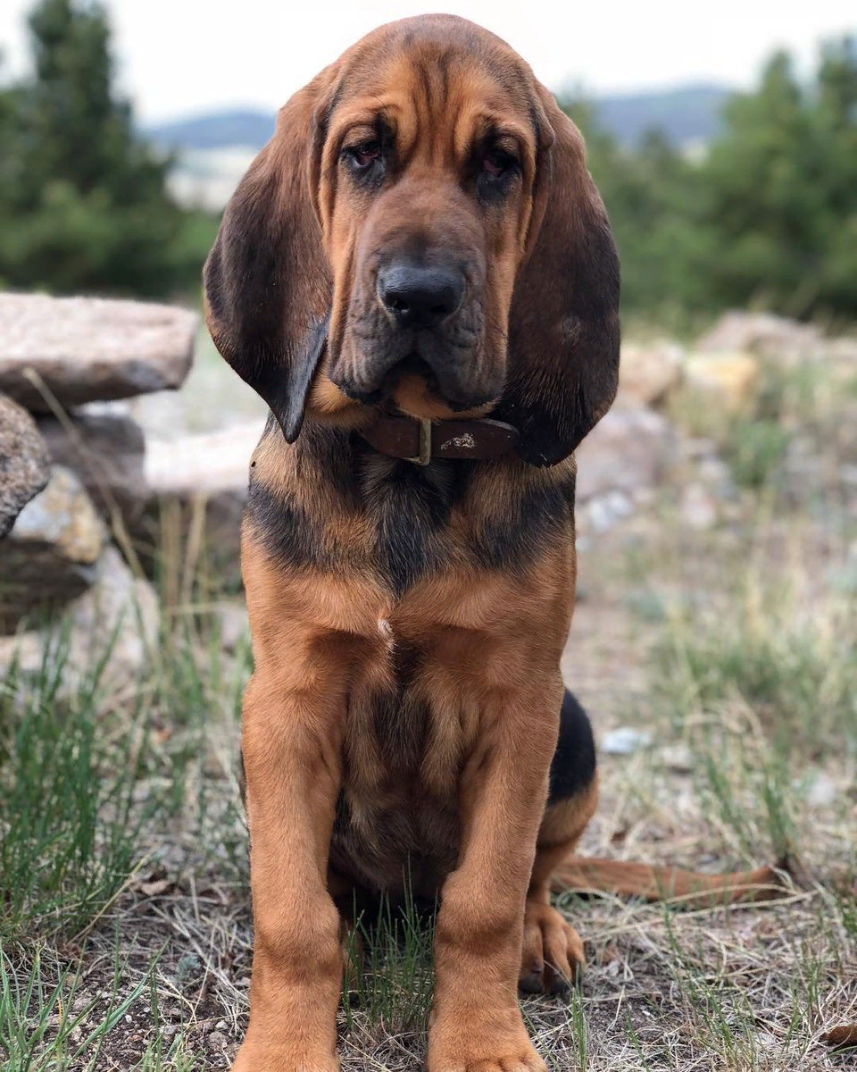 Bloodhound на русском. Бладхаунд (гончая). Бладхаунд гончая собака. Фламандский бладхаунд.