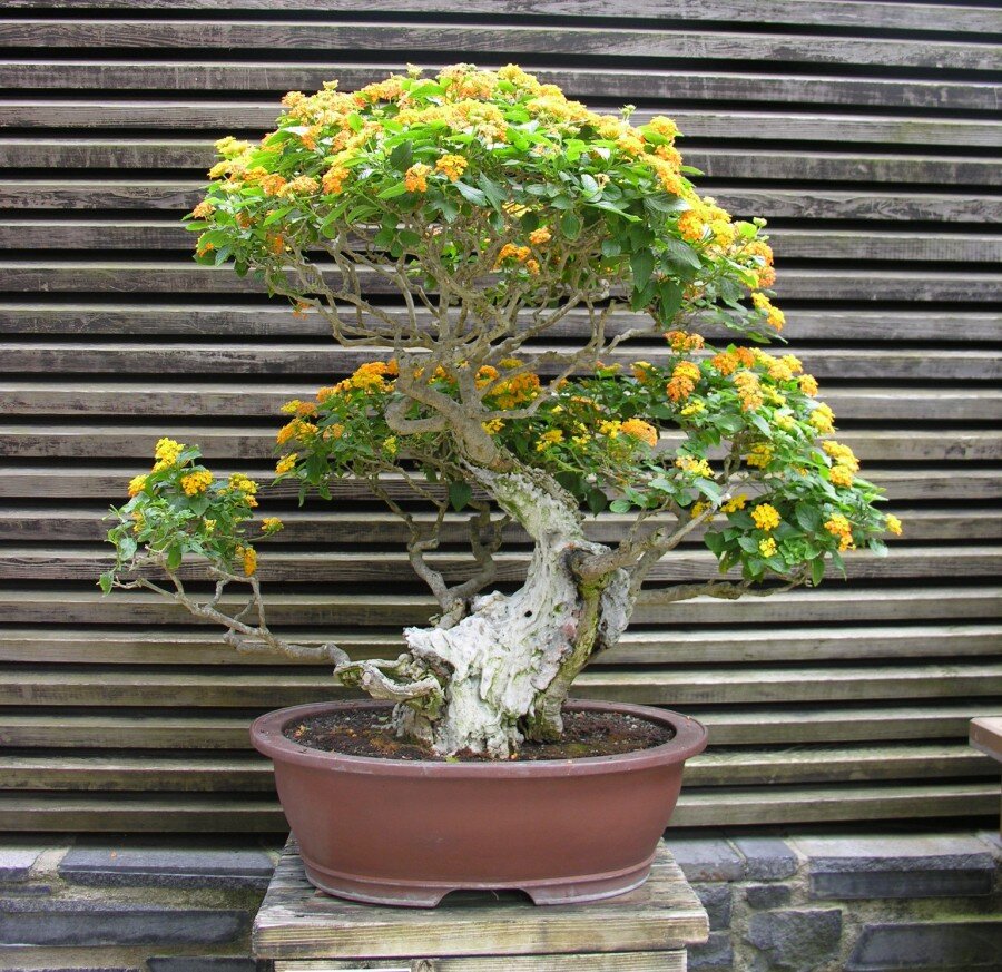 Лантана. Источник sachashtorm.livejournal.com