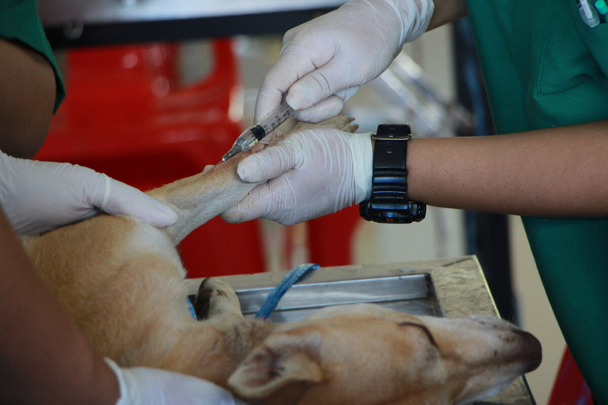  Проводить ли стерилизацию - решать вам. Многие сходятся во мнении, что проведенная операция улучшает качество жизни животного.