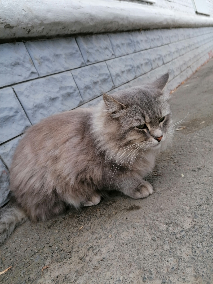 Дворовый кот. Самара. Управленческий