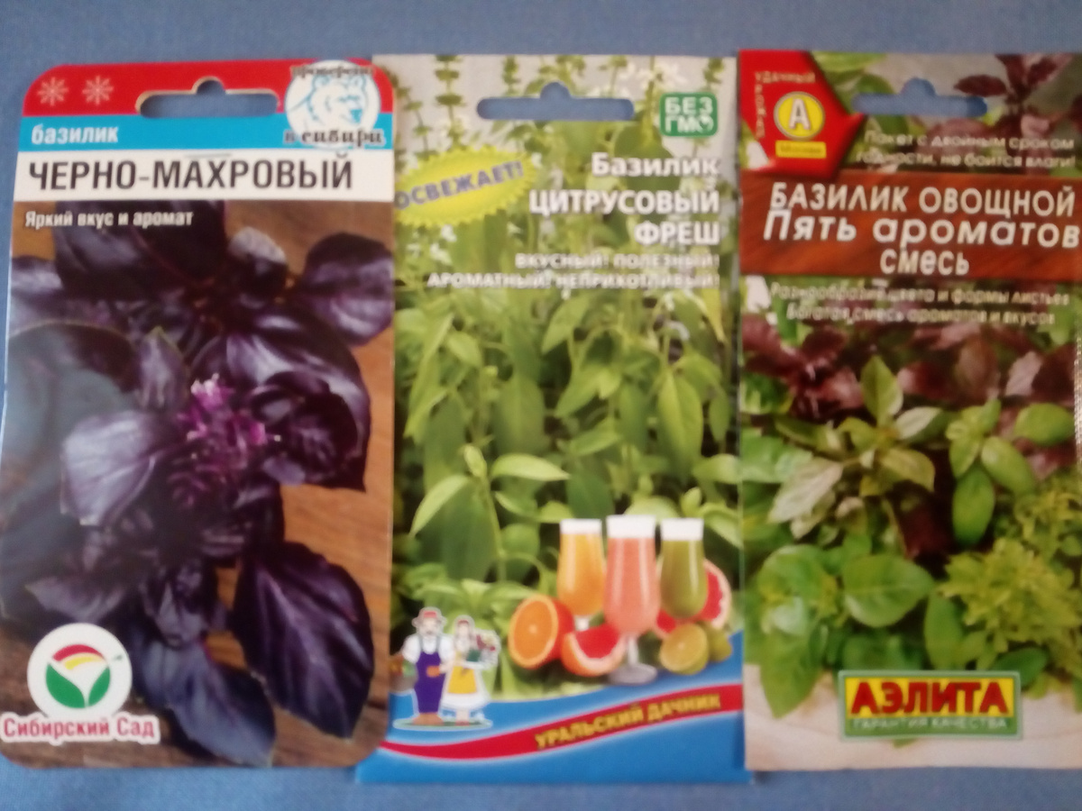 Эти базилики разноцветные планируются в ноги к двум-трем высоким томатам на одну опору. Я взяла три цвета базилика. Эти растения довольно высокие и если еще добавить и кореандр в их ряд, то будет вполне себе красиво. У него такие воздушные стебли и это красиво.