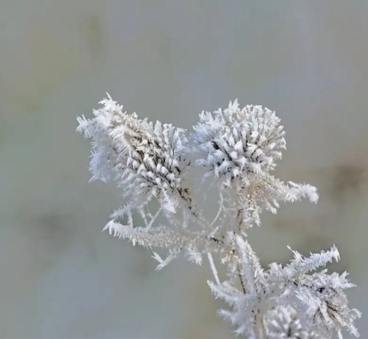 Всё замёрзло и покрылось инием от ледяного дыхания трескунов. Фото для иллюстрации из открытого источника