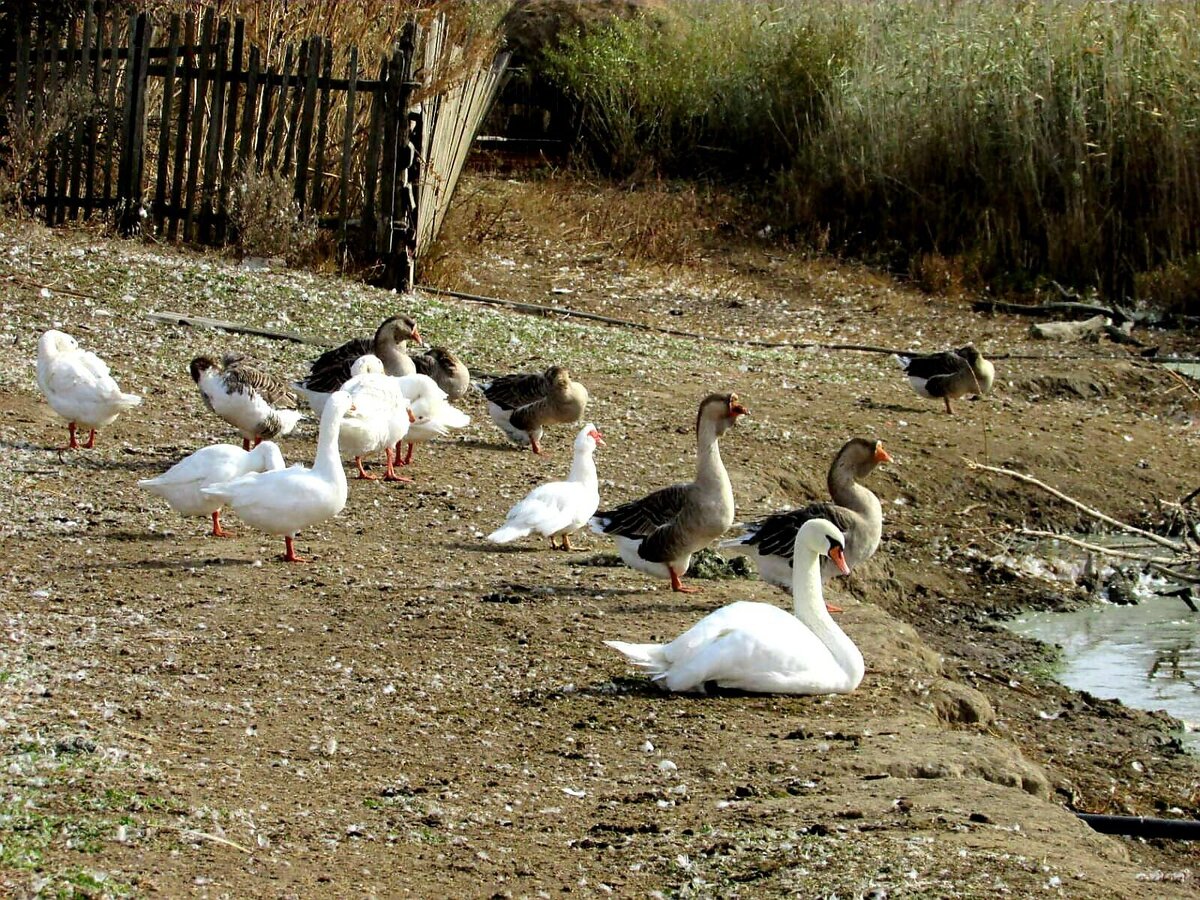 фото  Людмилы  Репниковой.  Лебедь  и  гуси