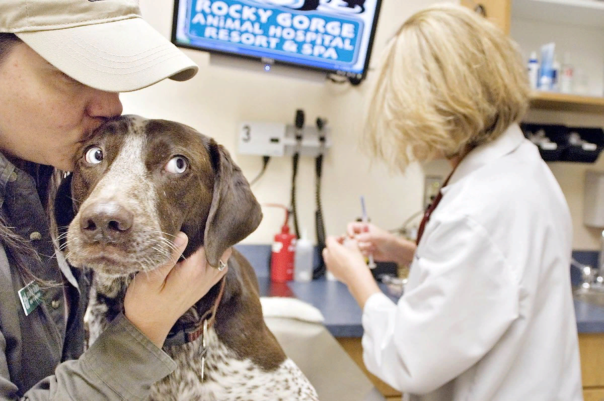 Собака перед операцией. Ветеринар. Животное в ветеринарной клинике. Собака в ветклинике. Ветеринар с собакой.