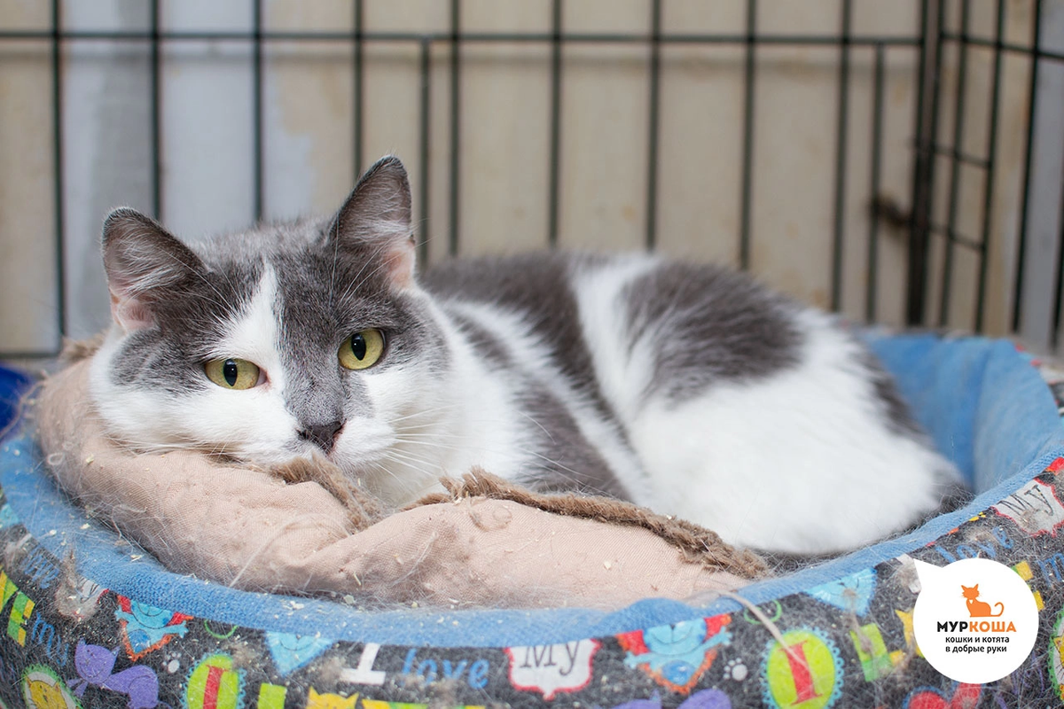 🚺 Бусенька, 8 лет. Красавица Бусенька знает жизнь с разных сторон. Ей довелось узнать и домашнее тепло, и холод улицы. Счастливый поворот в истории Бусеньки — её забрали в "Муркошу". Здесь кошечка раскрылась, стала общительной и ласковой. Она в тепле и безопасности, но для счастья Бусеньке не хватает своей, личной, семьи. Возможно, вы тот самый человек, которого заинька ждёт? 